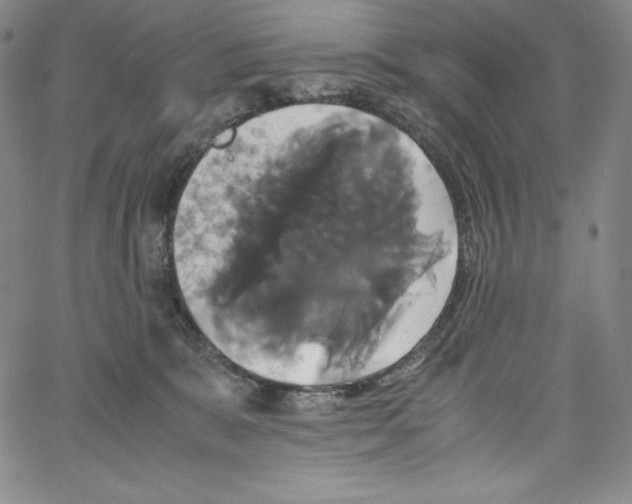 X0000062620327200601181701