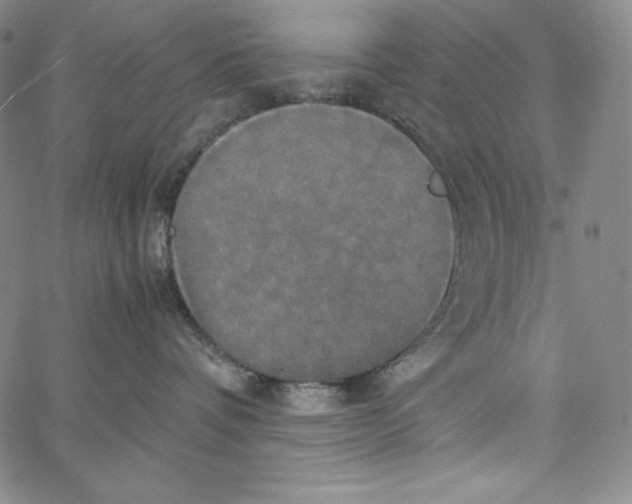 X0000062620336200601181701