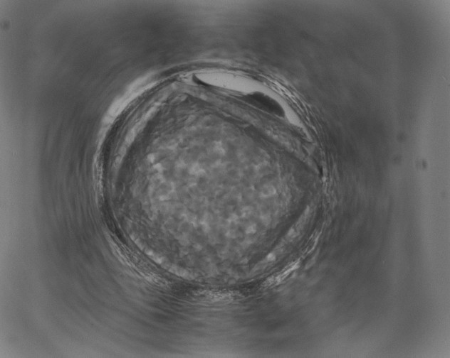 X0000062620343200601181700