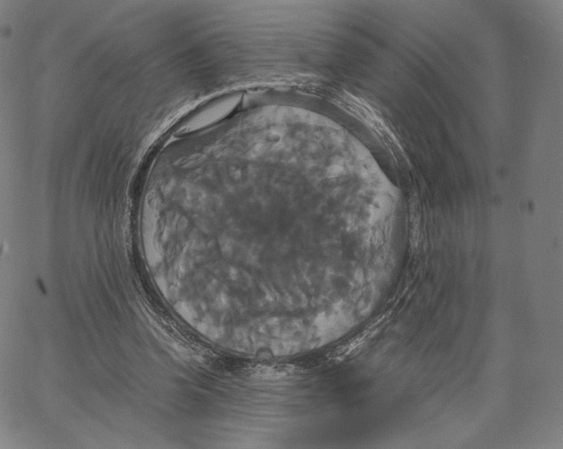 X0000062620346200601181700