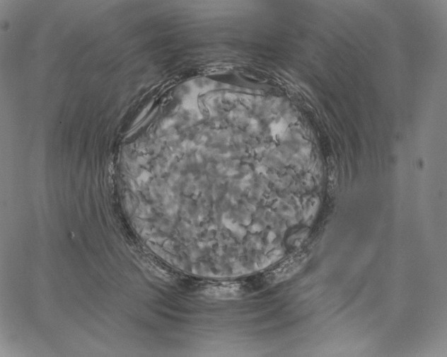 X0000062620369200601181700