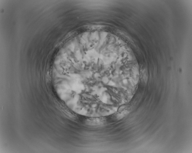 X0000062620381200601181701