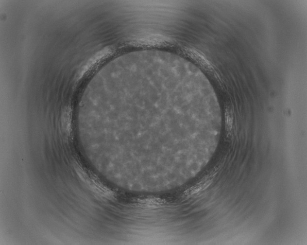 X0000062620396200601181700