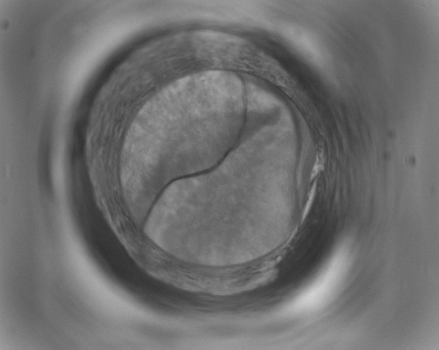 X0000062620431200601181659