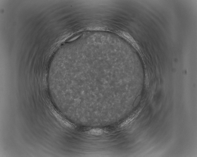 X0000062620441200601181658