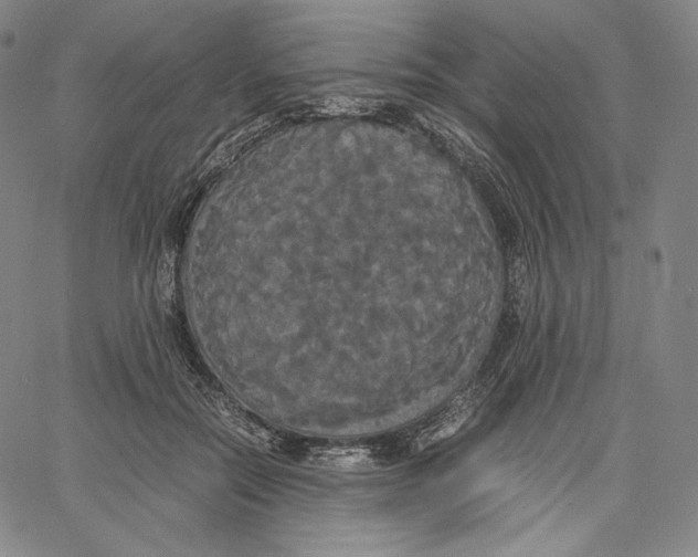 X0000062620554200601181657