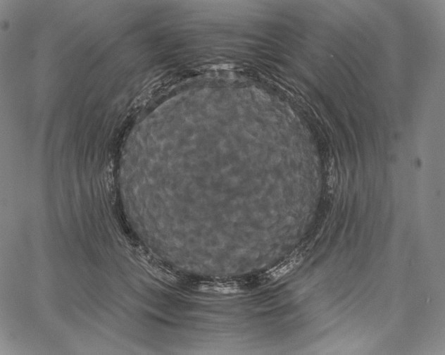 X0000062620559200601181657