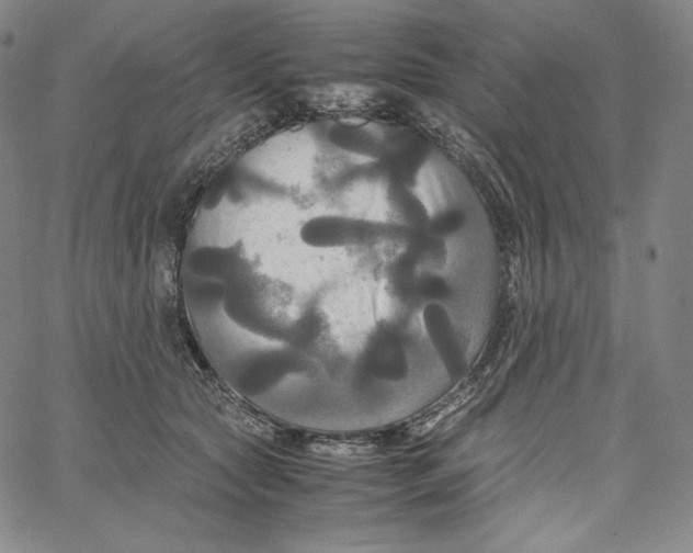 X0000062620561200601181657