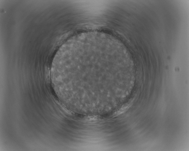 X0000062620624200601181656