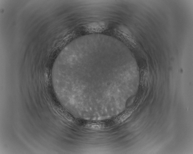 X0000062620655200601181656