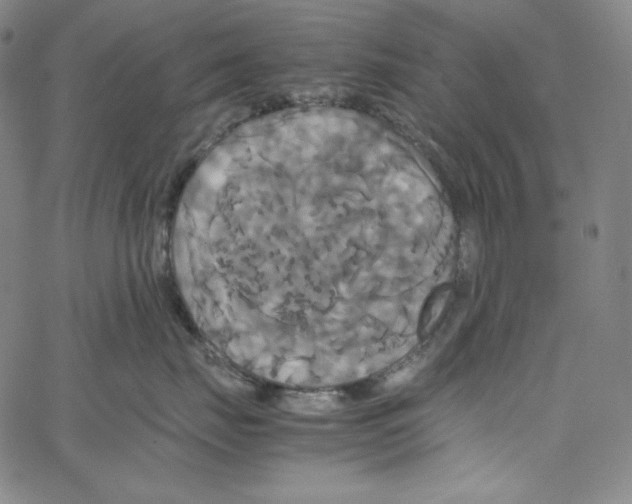 X0000062620671200601181656