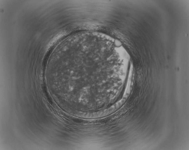 X0000062620679200601181655