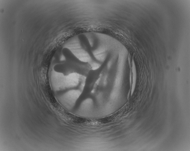 X0000062620695200601181655