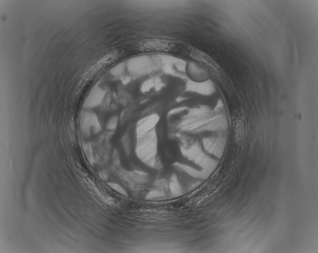 X0000062620729200601181654