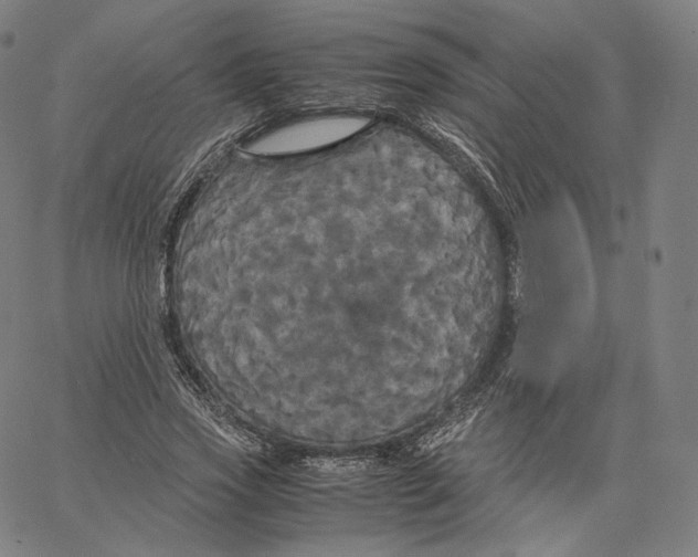 X0000062620733200601181654