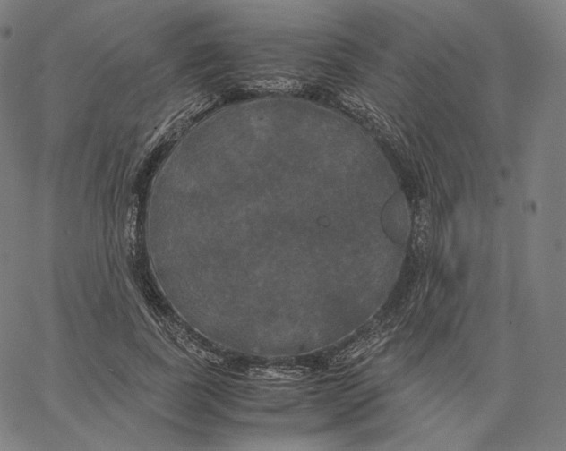 X0000062620739200601181654