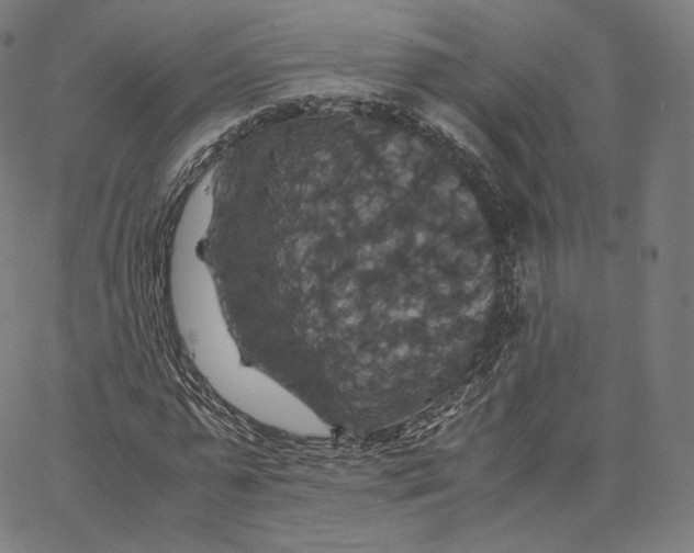 X0000062620775200601181653