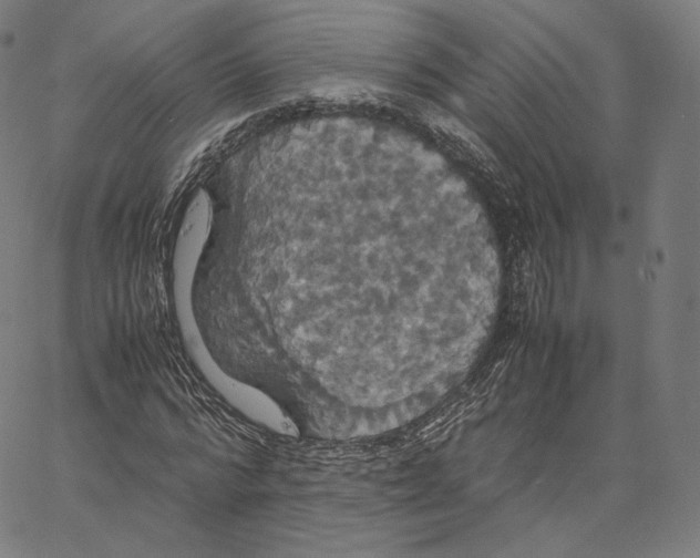 X0000062620776200601181653