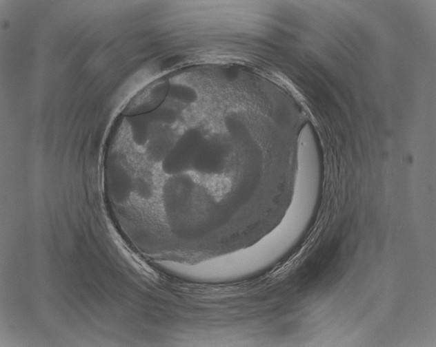 X0000062620795200601181653