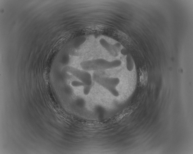 X0000062620819200601181652