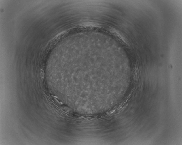 X0000062620821200601181652