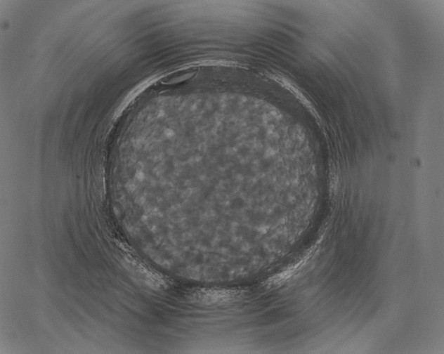 X0000062620829200601181652