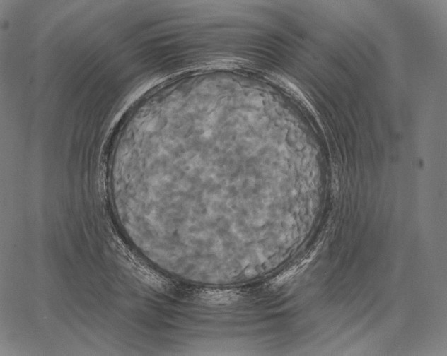 X0000062620835200601181652