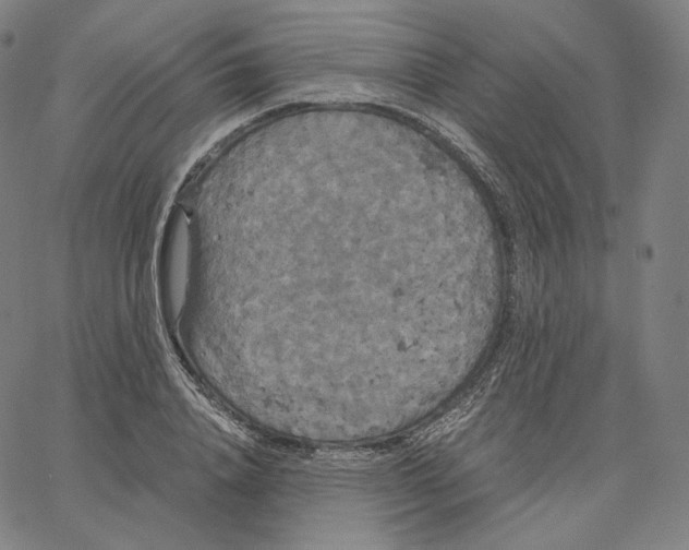 X0000062620840200601181652