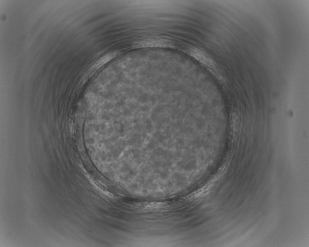 X0000062620841200601181652