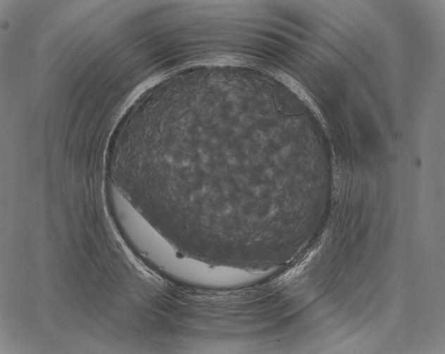 X0000062620845200601181652