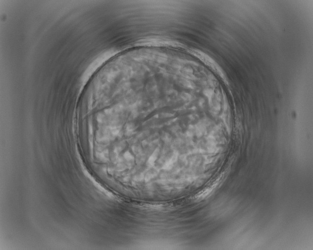 X0000062620855200601181653