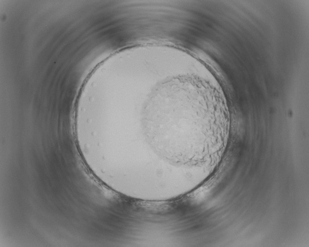 X0000062620856200601181653