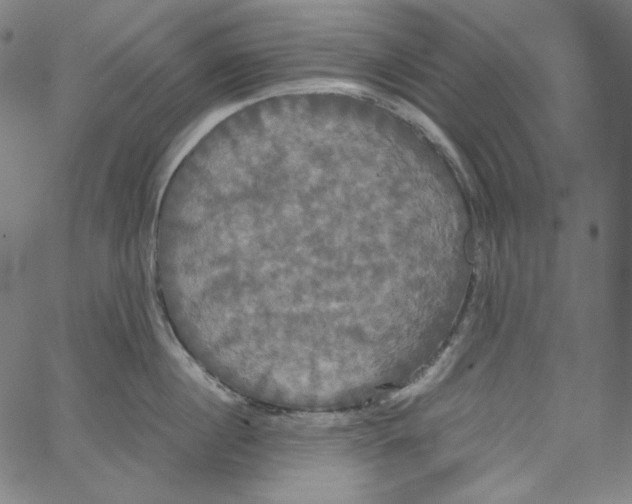 X0000062620860200601181653