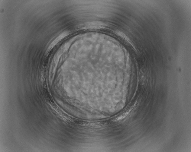 X0000062620874200601181652