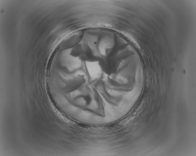 X0000062620895200601181651