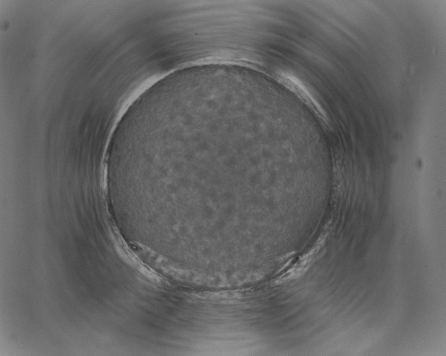 X0000062620900200601181651