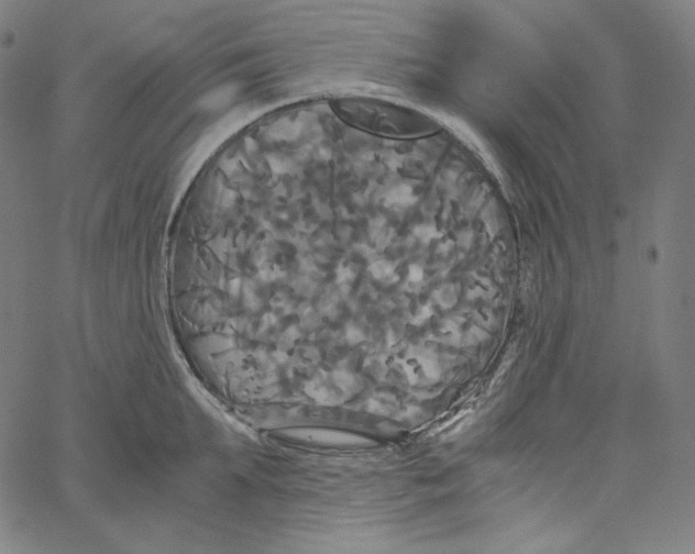 X0000062620903200601181651