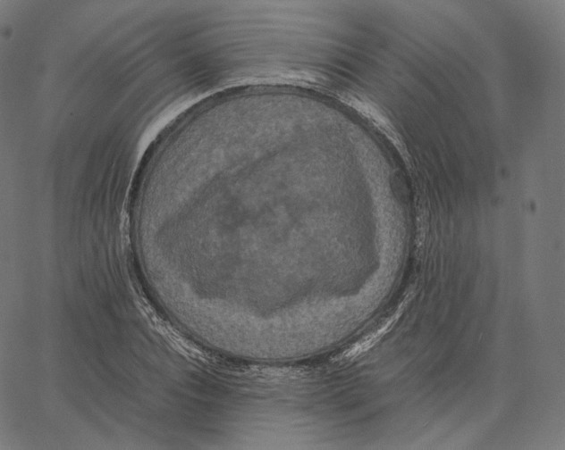 X0000062620928200601181651