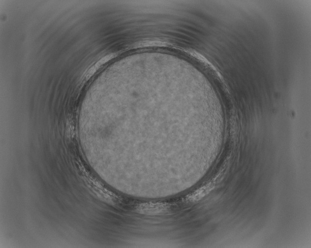 X0000062620929200601181651