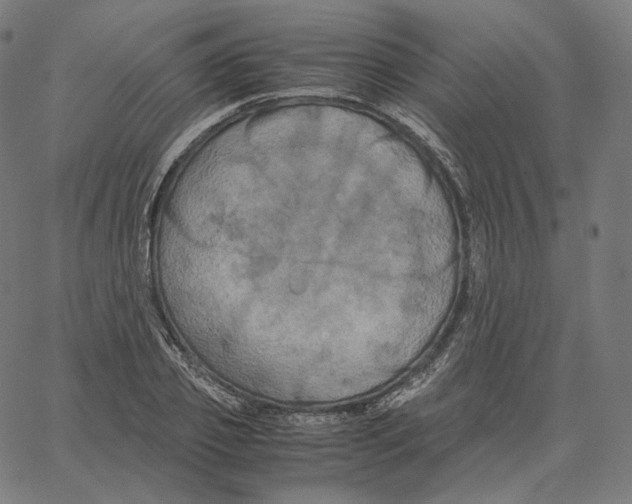 X0000062620933200601181651