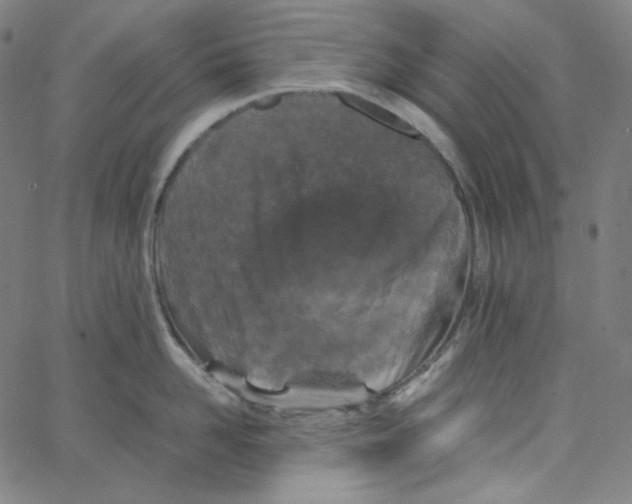 X0000062620958200601181651