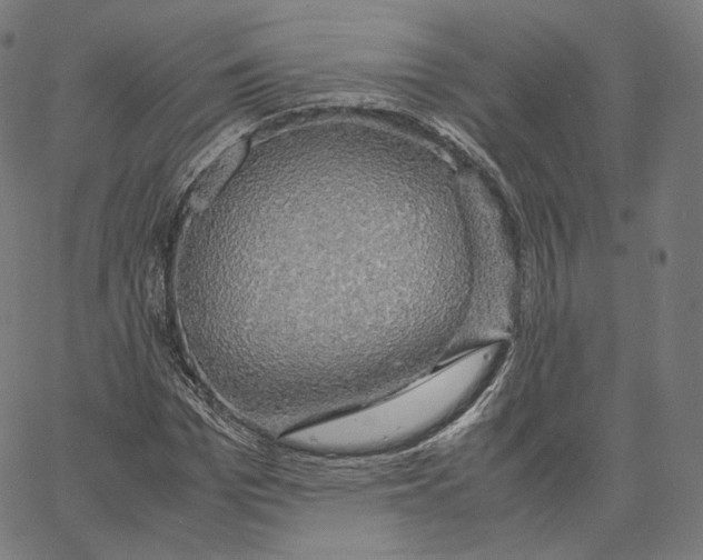 X0000062620969200601181650