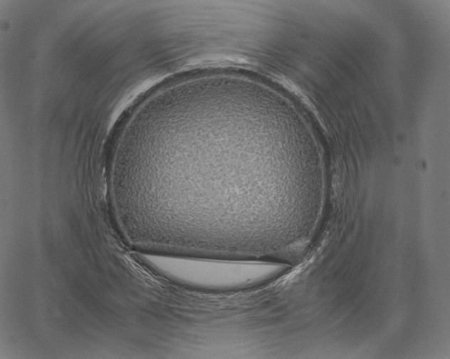 X0000062620973200601181650