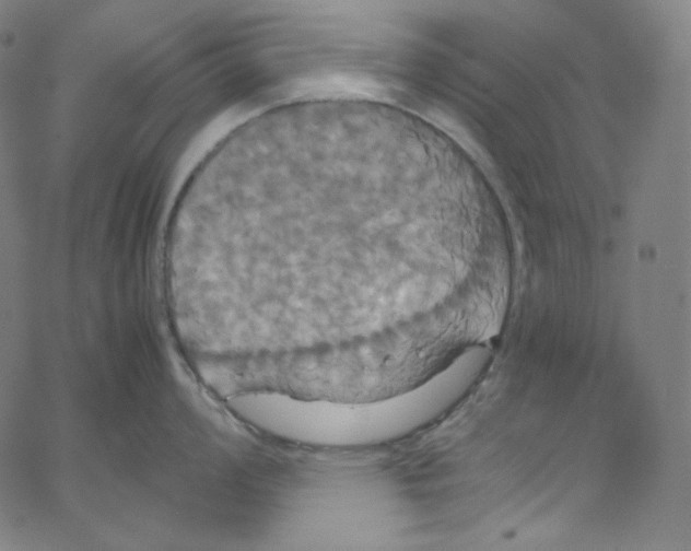 X0000062621008200601181650