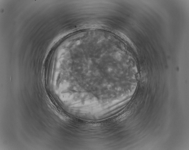 X0000062621035200601181649