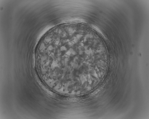 X0000062621079200601181648