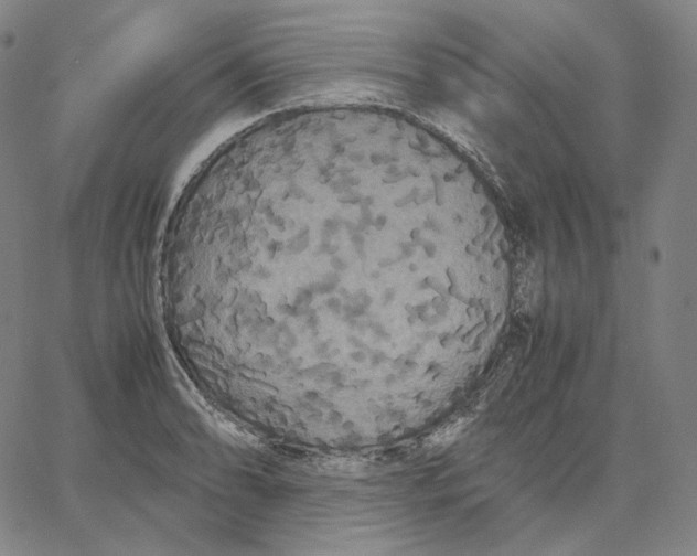 X0000062621086200601181648