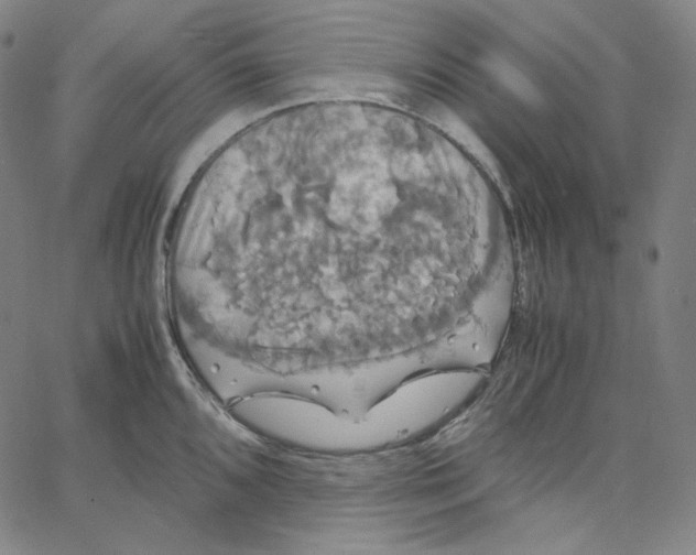 X0000062621096200601181648