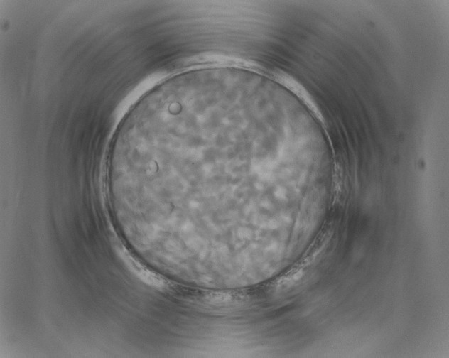 X0000062621098200601181648