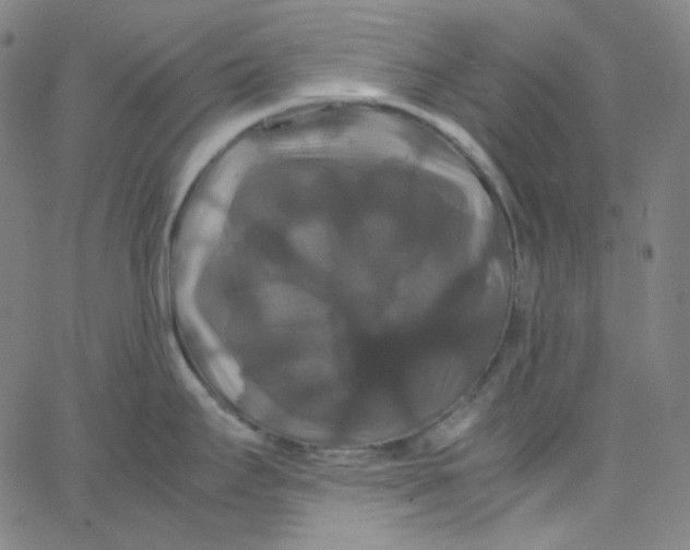 X0000062621295200601181645